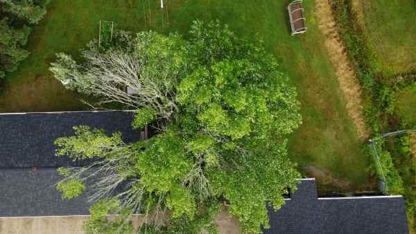 tree4.jpg